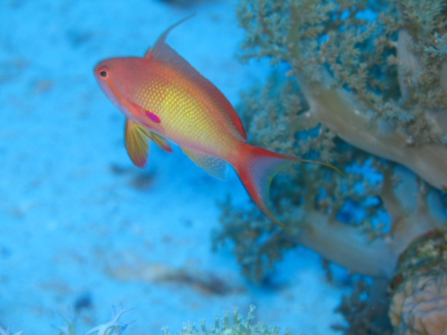 jewlled fairy basselet.jpg